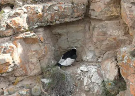 Pichón-de-cóndor