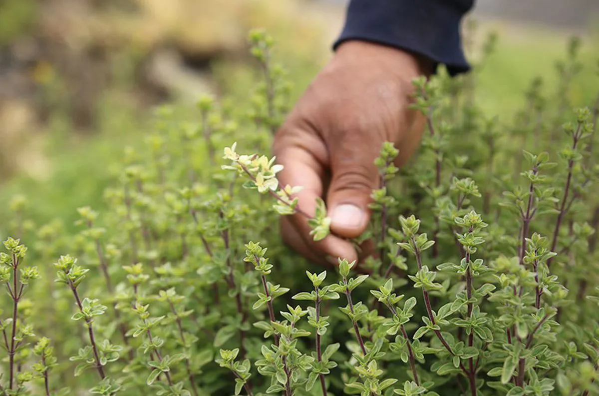 oregano 1