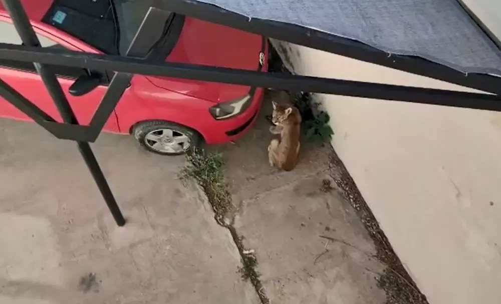 Puma