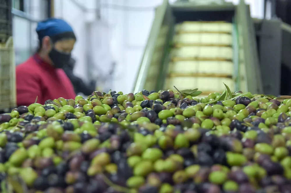 Aceite de Oliva (1)